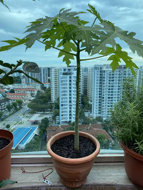 How to Grow a Papaya Tree in a Cold Climate