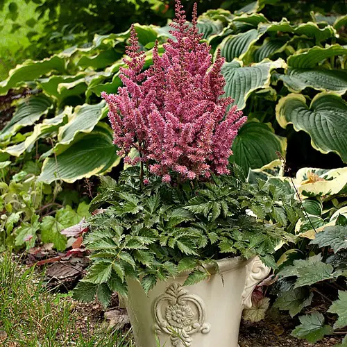 Outdoor Plants That Grow Without Sunlight