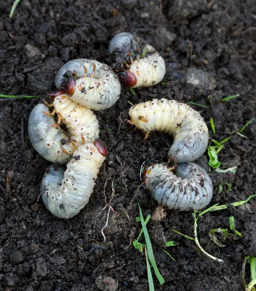 White Bugs on Plants that Look like Dust 14