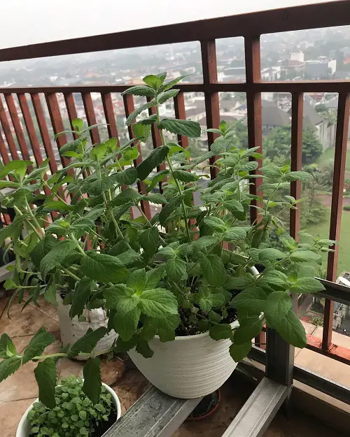 Types of Mint Varieties 