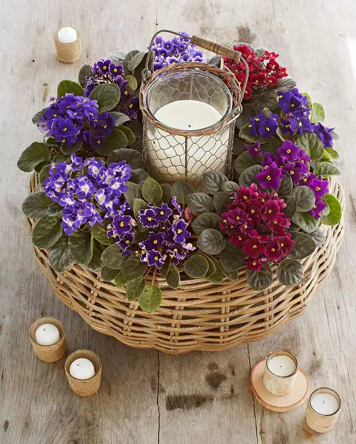 African Violets Display Ideas in basket