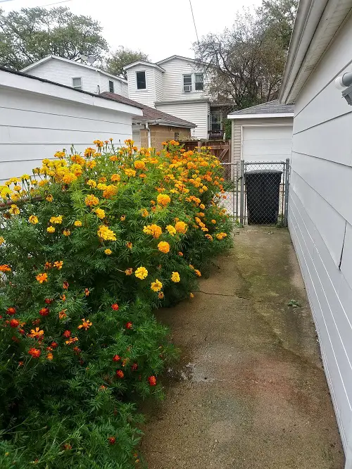 Marigold in home