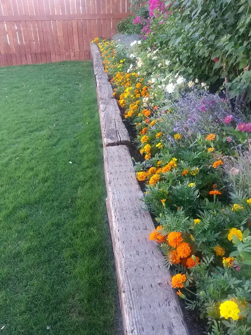 Marigold in home 4