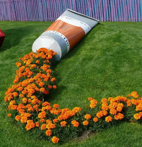 Marigold in home 5