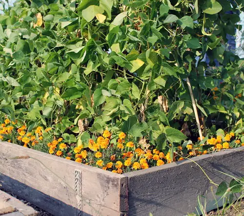 Marigold in garden display ideas 3