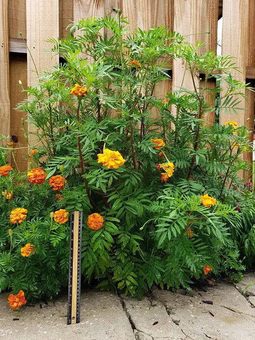 Marigold Arrangement Ideas 1