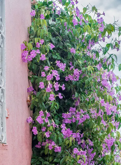 Purple Flowering Vines 3